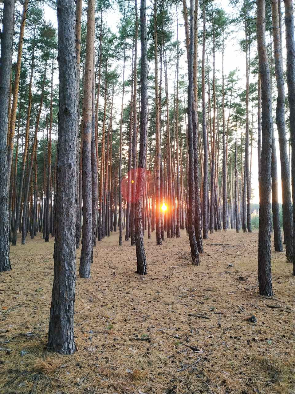 Трохи вечірнього осіннього лісу) 2
