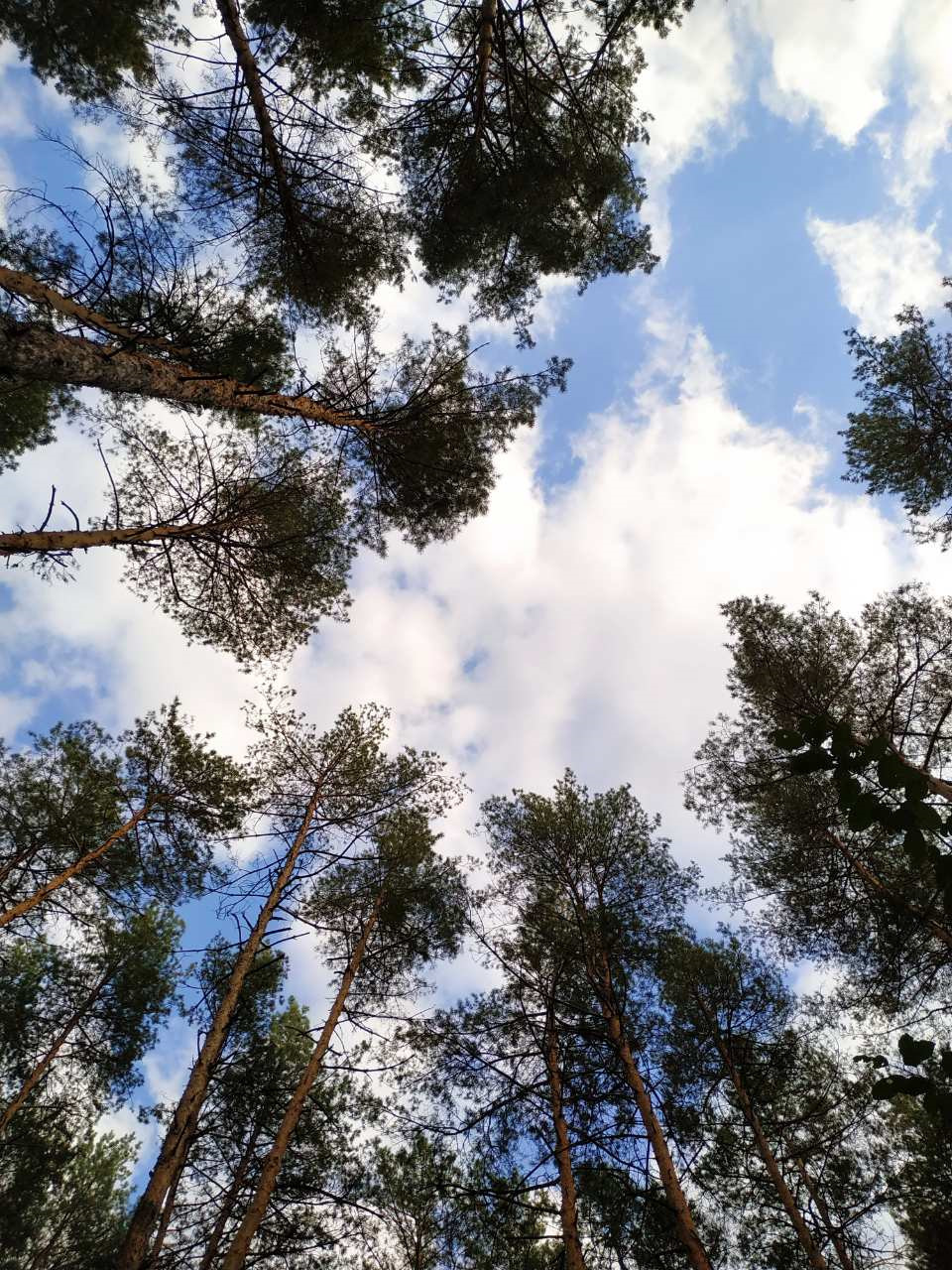 Трохи вечірнього осіннього лісу) 4
