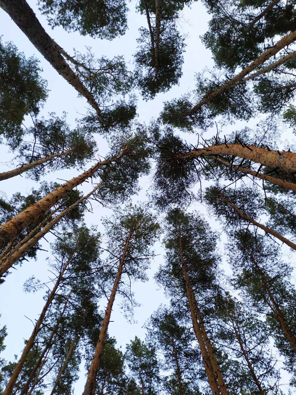 Трохи вечірнього осіннього лісу) 3