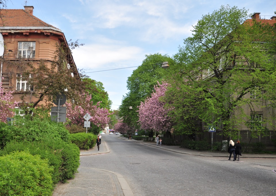 Цвітіння Сакури 5