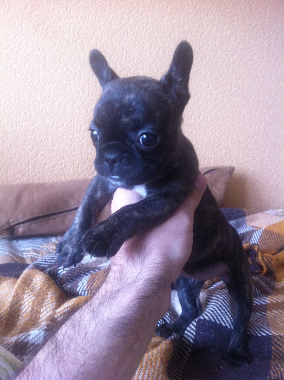 Французи 1
