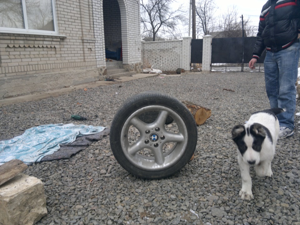 диски на R17 на зиму 1