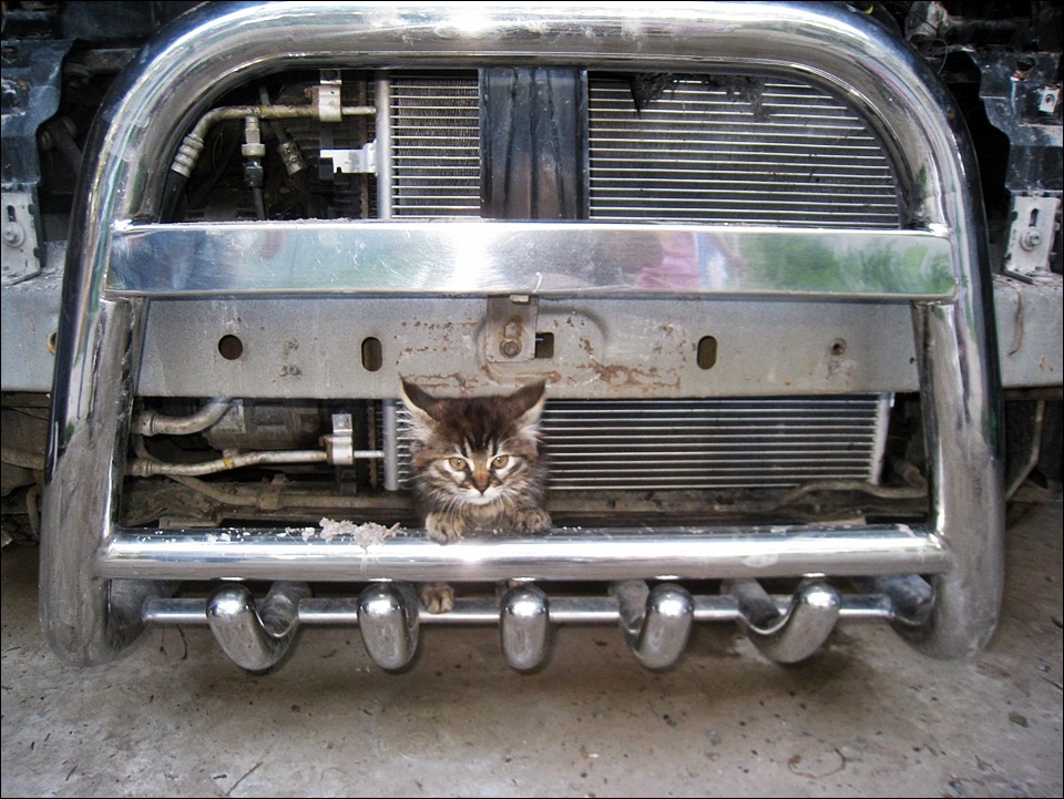 Коте-діагност =) 1