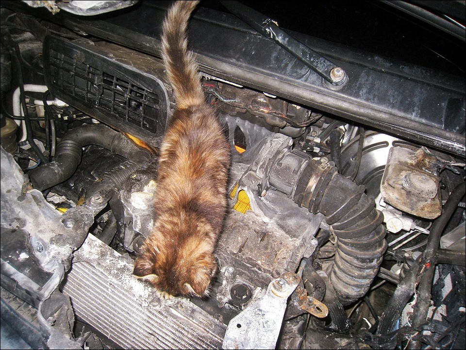 Коте-діагност =) 3