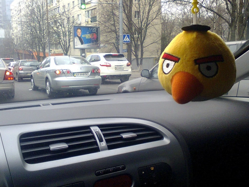 Новий мешканець у машині