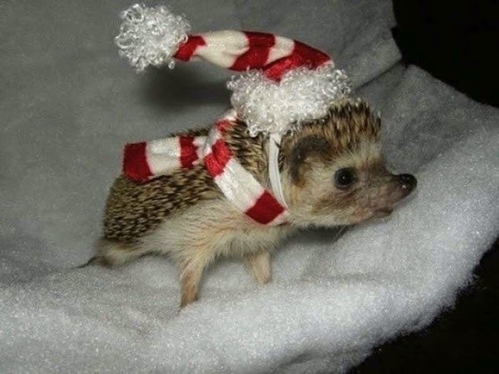 НГ 2015 скоро )) 1