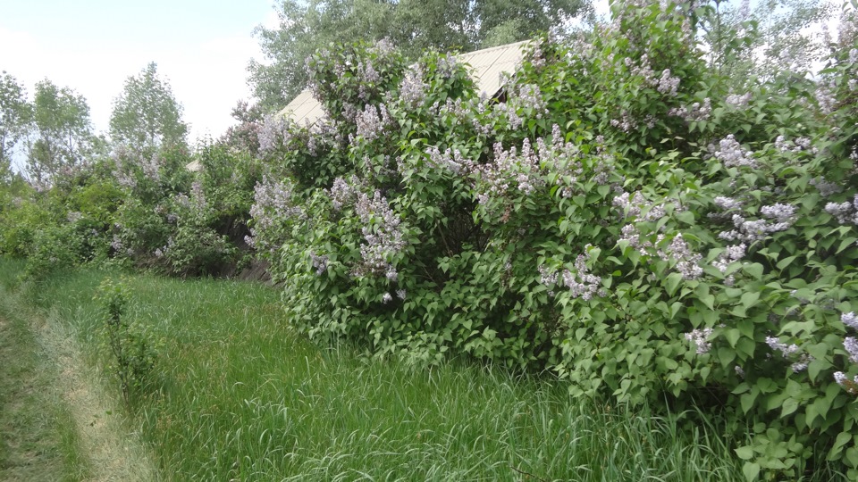 Поїзди на гропи в село в чорнобильському районі :) 4