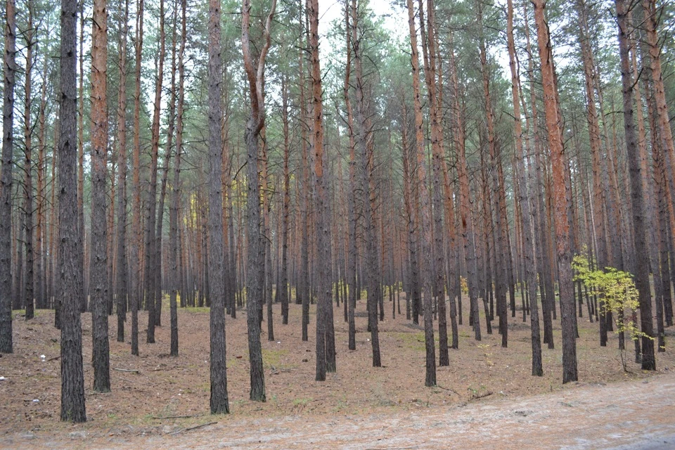 Фото в лісі