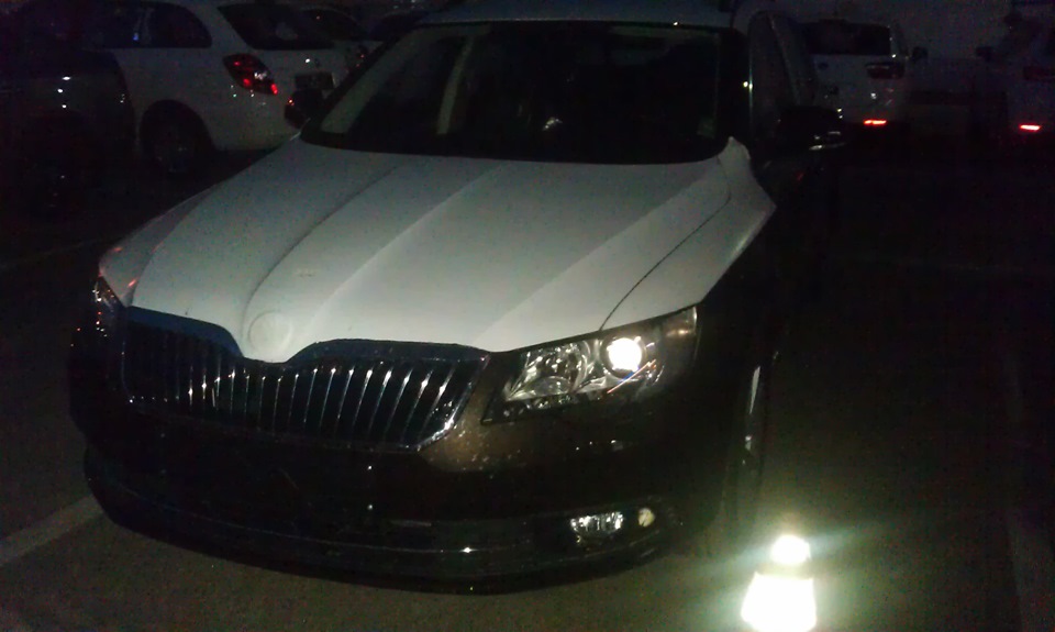 Собаки розбушувалися 5