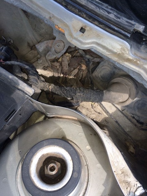 Сіточка в жабо. 1