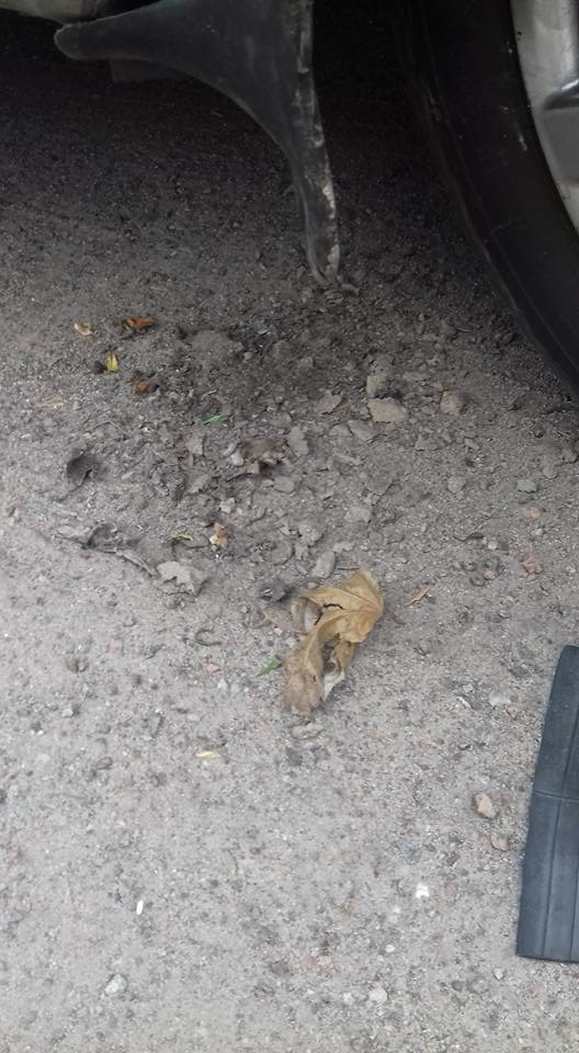 Під підкрилком можна садити картоплю=) 5