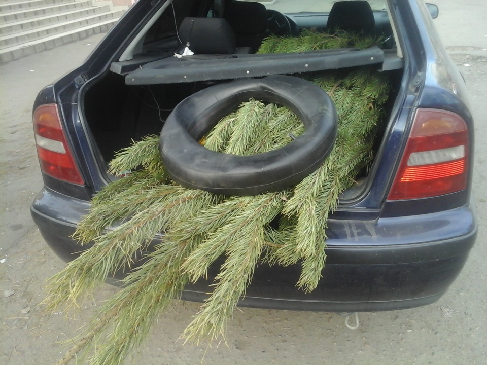 Купив ялинку в машину... 3