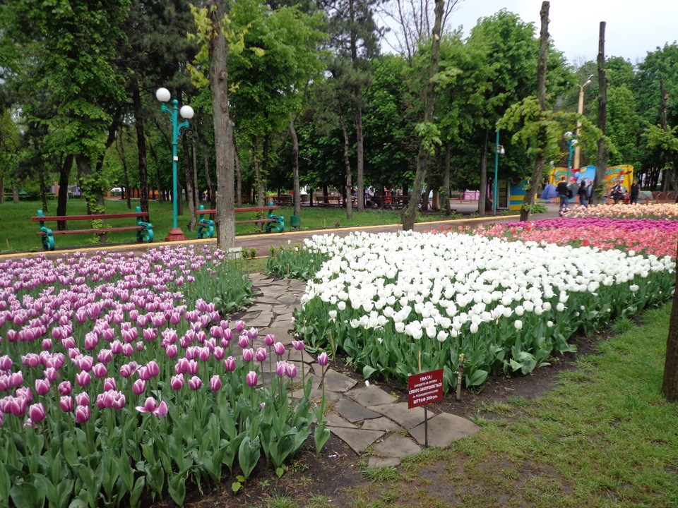 №52 Покатушки в Дендропарк за тульпанами 5