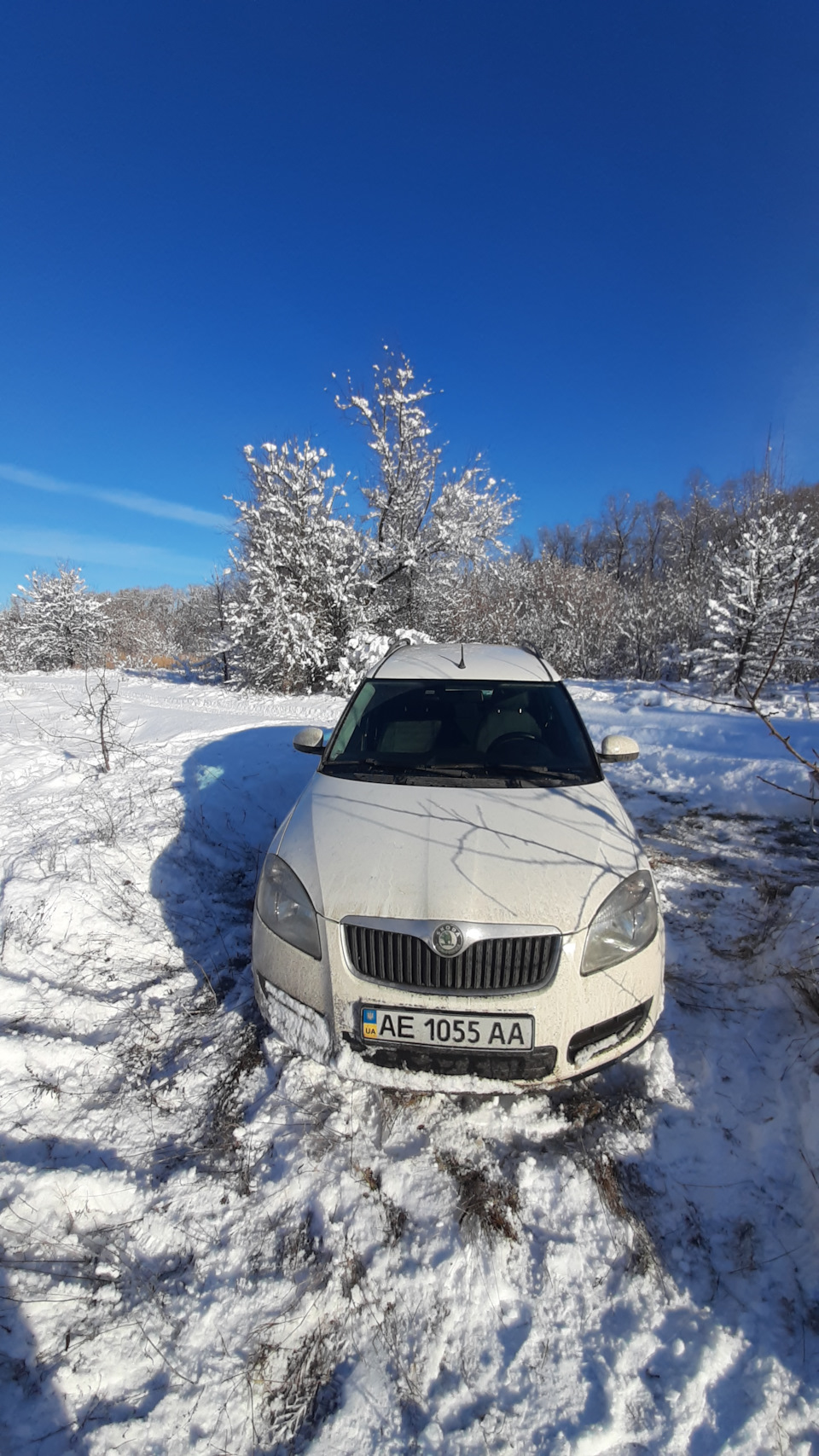 Ліс, сніг, краса 4