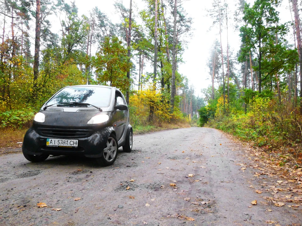 Лісові покотушки