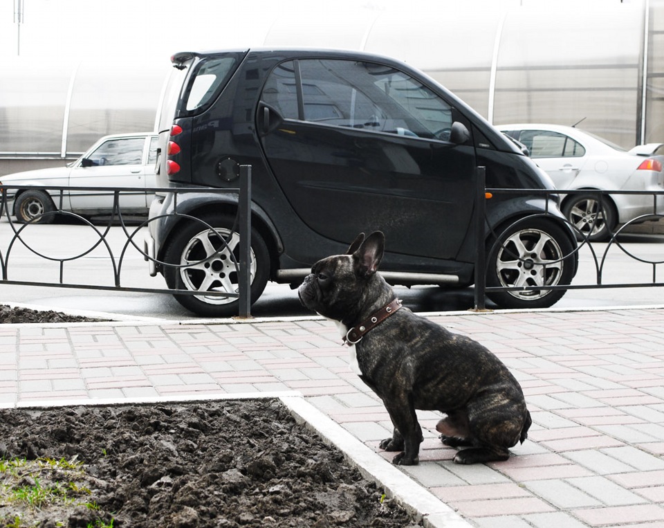 Бублик і Smart 1
