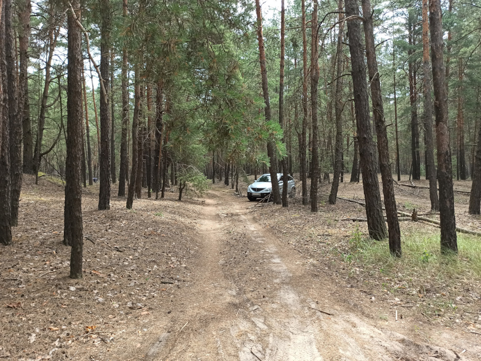 Вилазка до лісу... 2