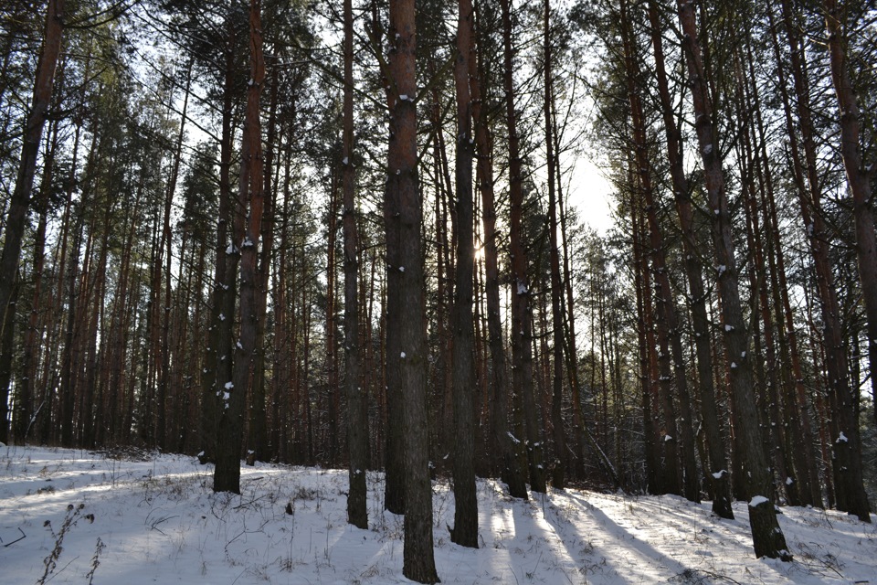 Поїздка до лісу 5