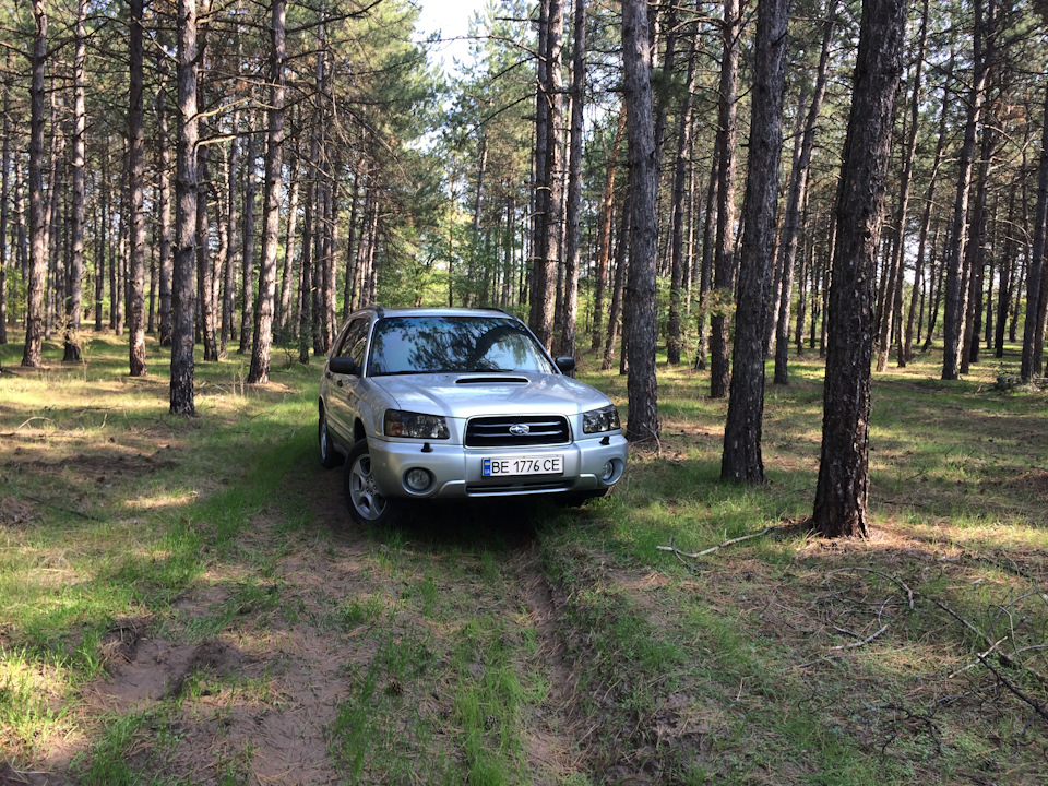 Лес 1