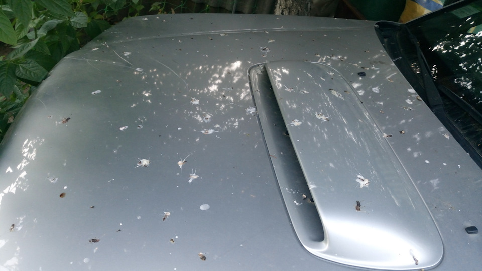 після виїзду на природу… Пташки, що ви їсте? 2