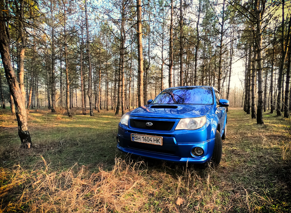 Зимовий, незимовий ліс ... 1