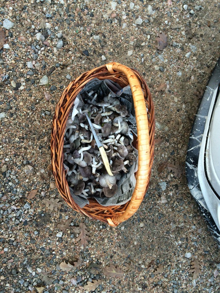 Поїздка грибами 4
