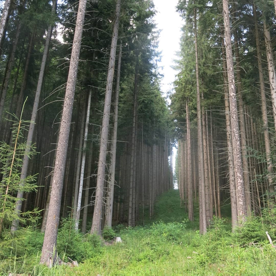 Вишків 3