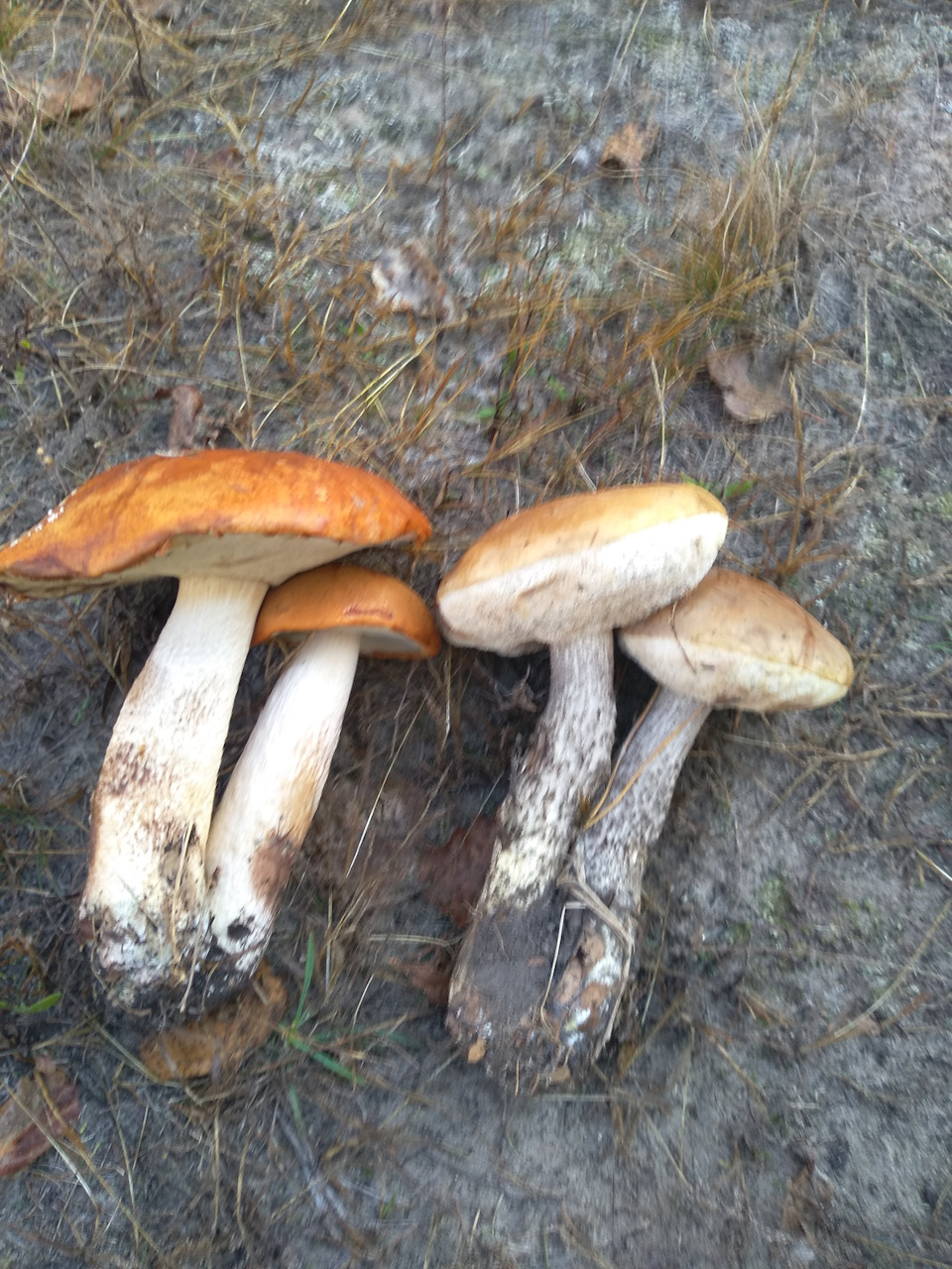Пошук грибів 🍄 4