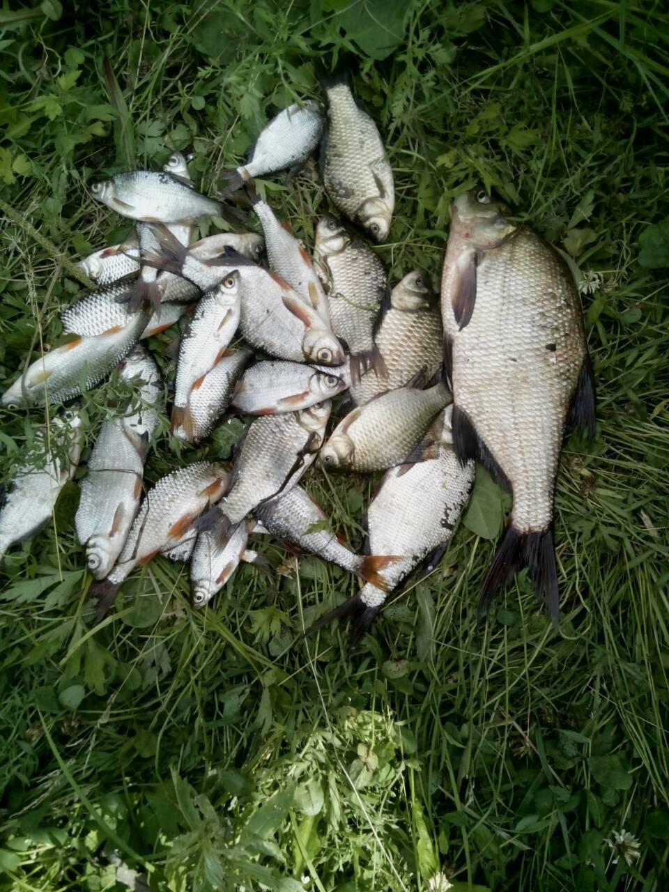 З Днем Рибалки 1
