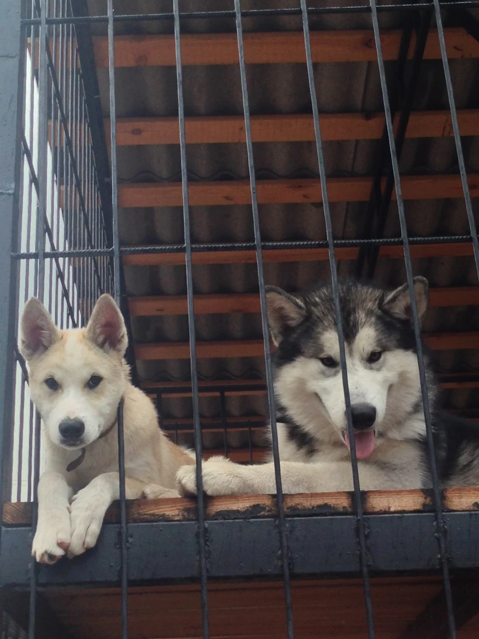 Сум сум і передчуття…2