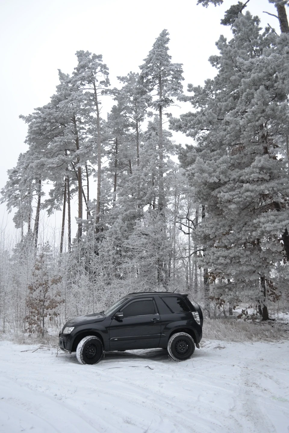 Зимовий ліс 07.12.14
