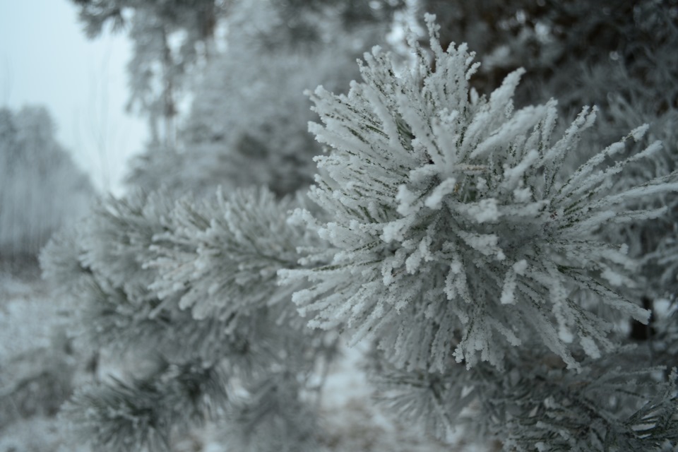 Зимовий ліс 07.12.14 3
