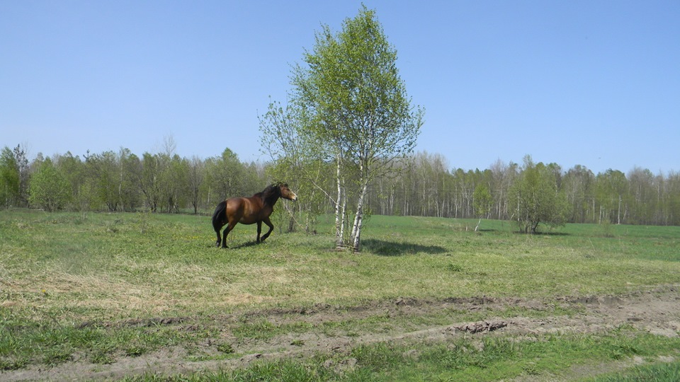 Полісся 4