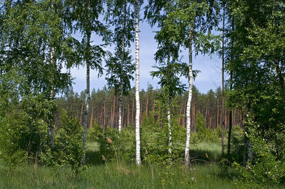 Перші гриби та перше гребі 2012 року. 5