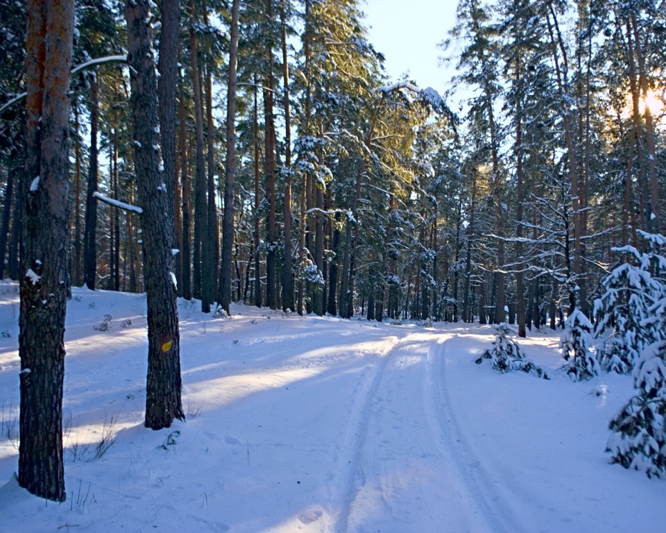 Сніговий барс. 1