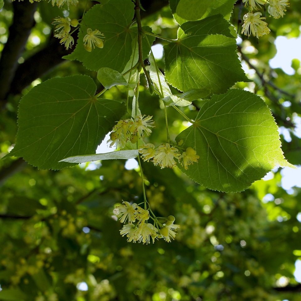 Unter_den_Linden або ДЖИМНІ, потонулий і квітах 5