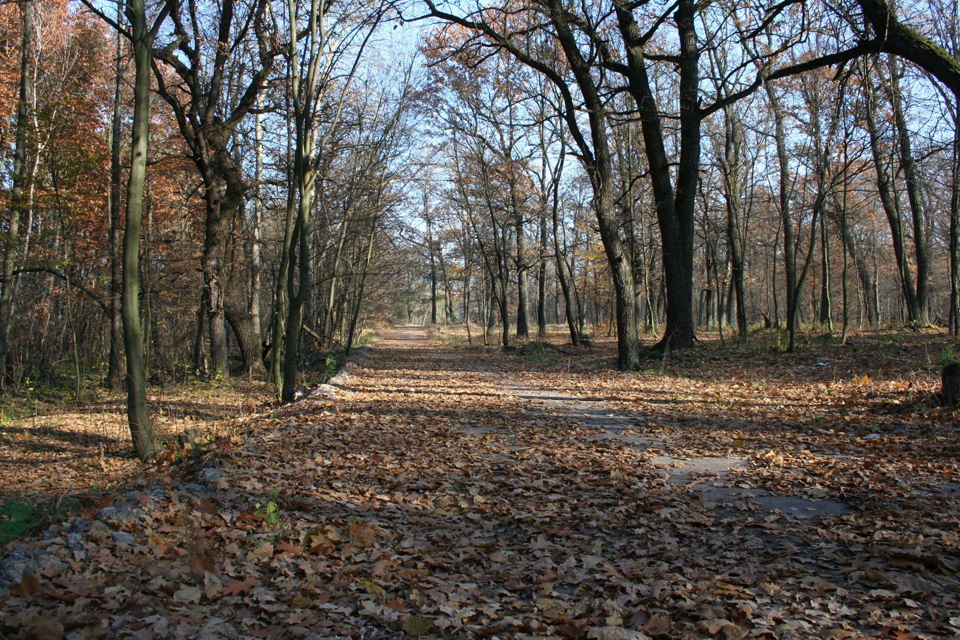 Борзикова неділя 3