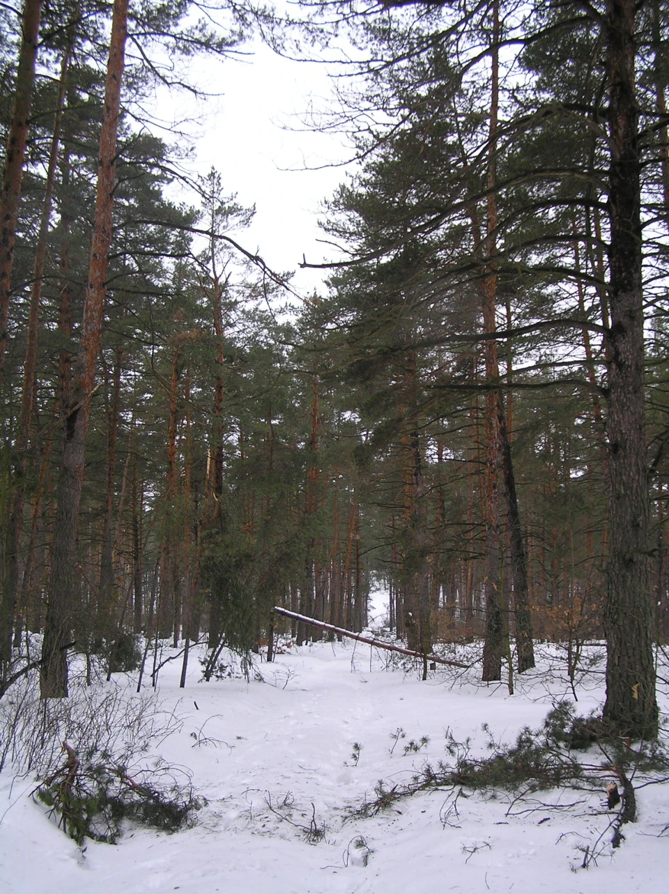 Покатуха в зимовому лісі))) 20.02.10