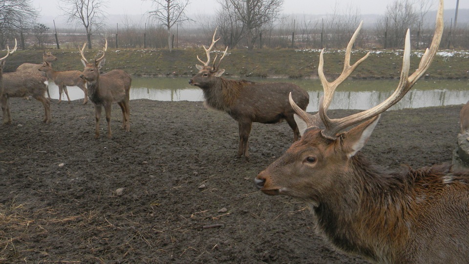 Карпати 5