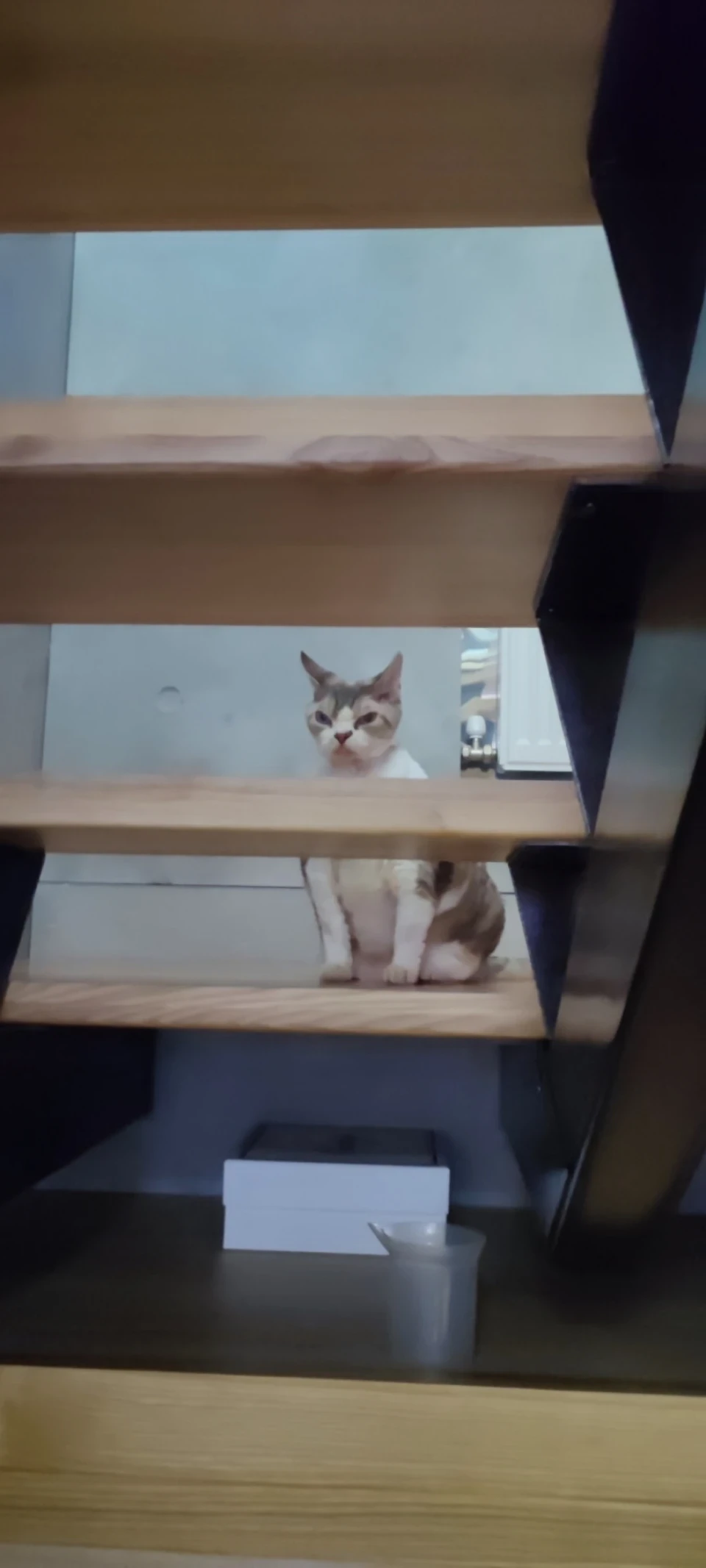 Коти самі по собі