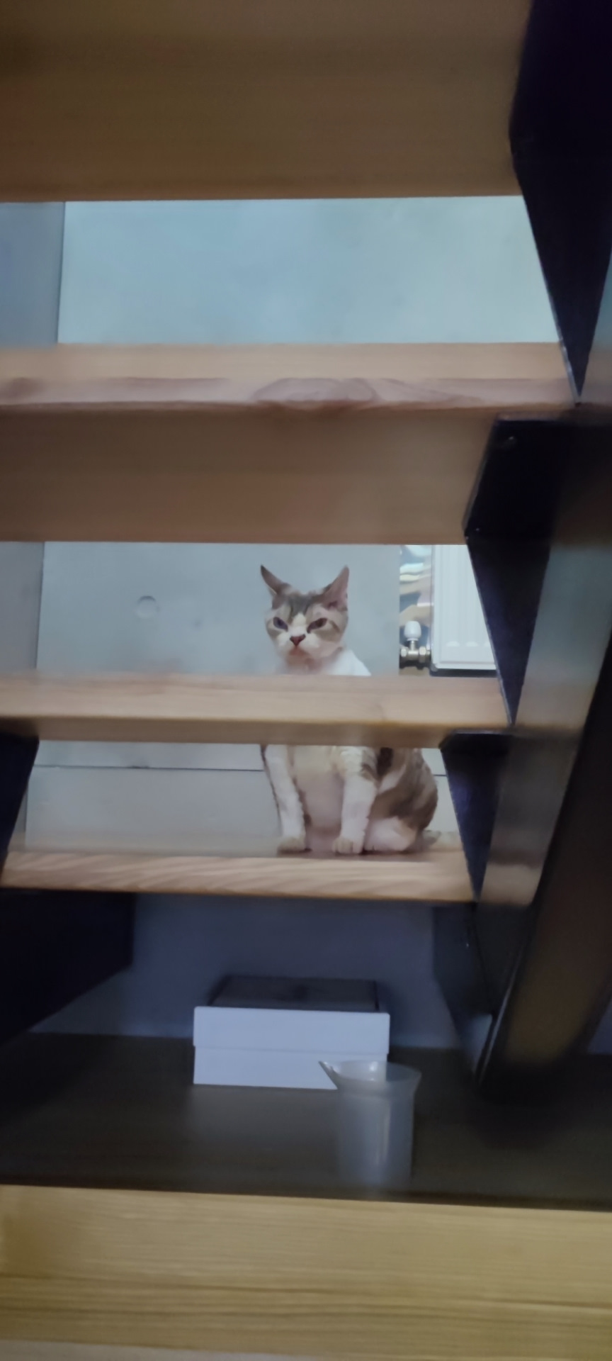 Коти самі по собі 1