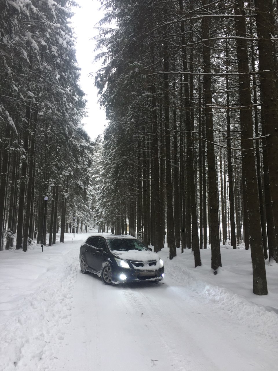 Трохи снігових фоток в лісі) 2