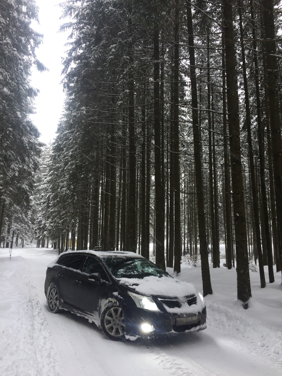 Трохи снігових фоток в лісі) 3