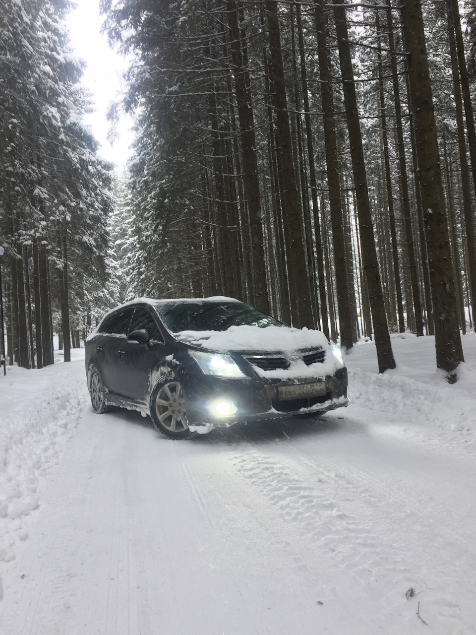 Трохи снігових фоток в лісі) 4