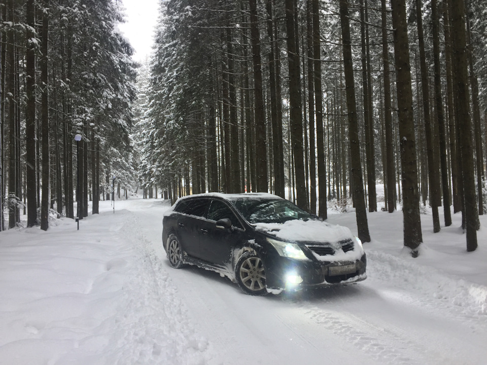 Трохи снігових фоток в лісі) 1