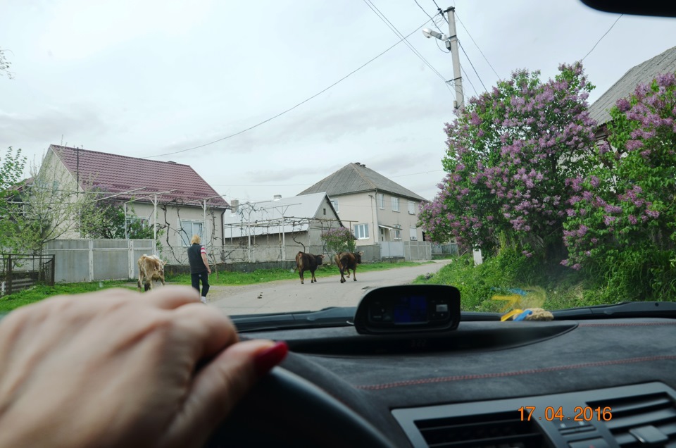 Долина нарцисів на Закарпатті 3