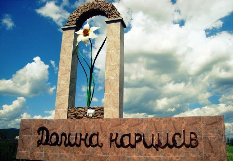 Долина нарцисів на Закарпатті 4