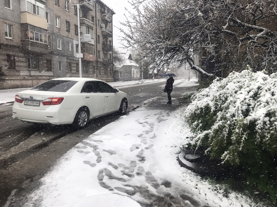 Сніг на зеленому листі у квітні! 1