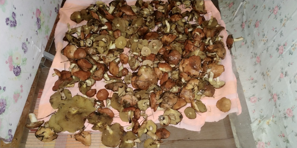 Грибочки))) 1