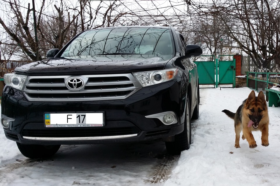 Трохи фото з Німецькою вівчаркою. 2
